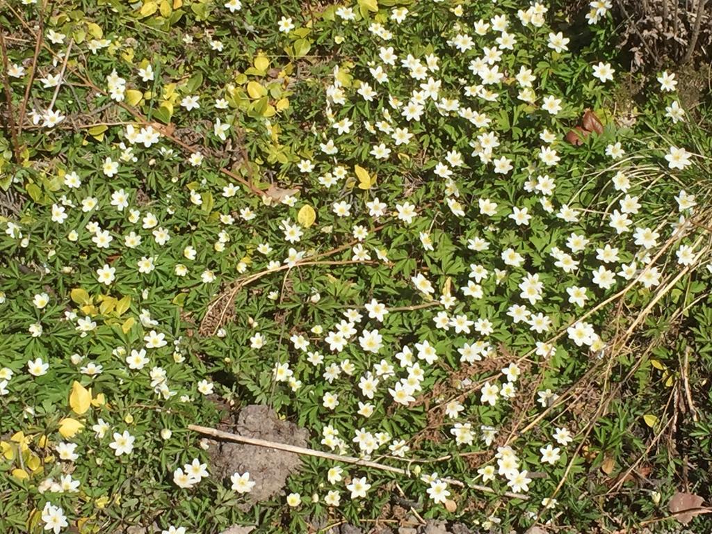 Borgdala Stugor Ödkarby Kültér fotó